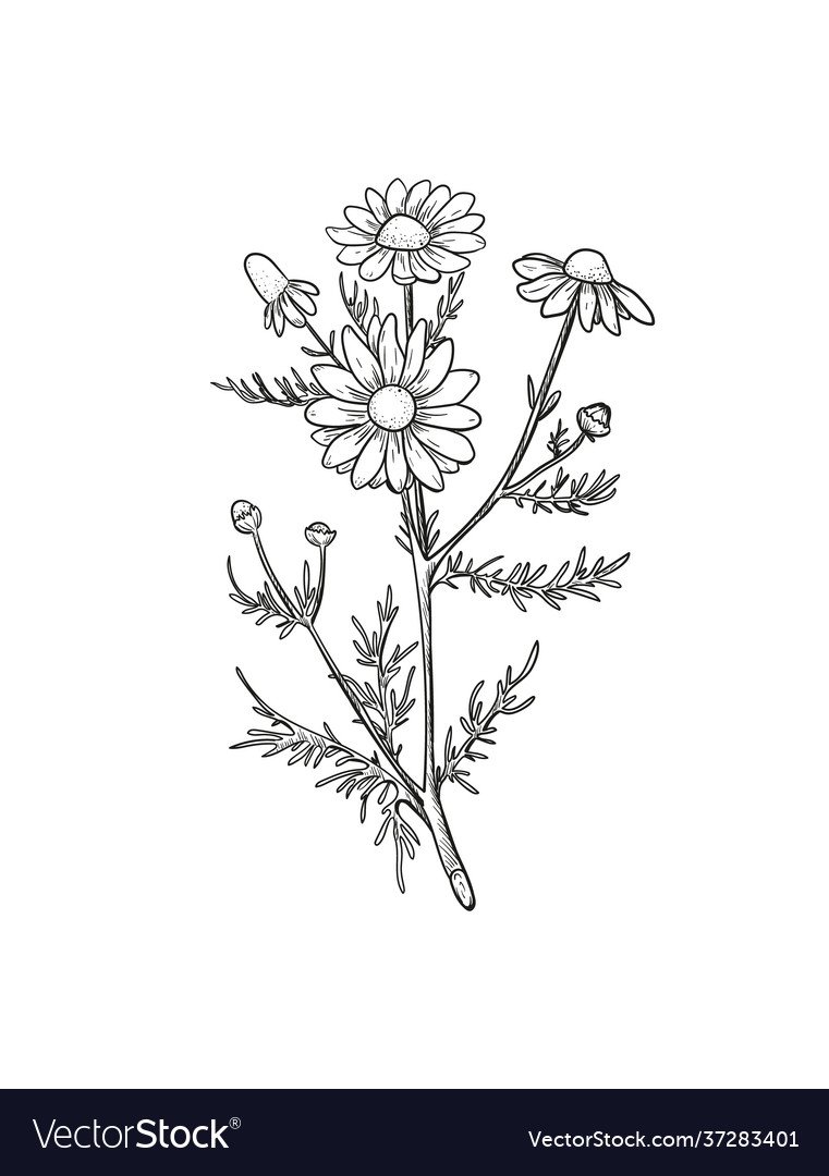 Ромашка аптечная сорняк