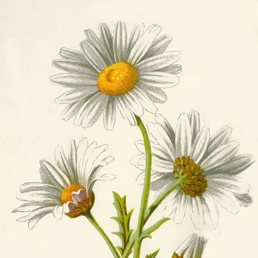 Ромашка лекарственная рисунок