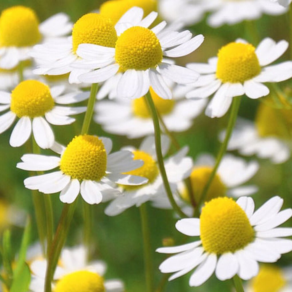 Ромашка матрикария