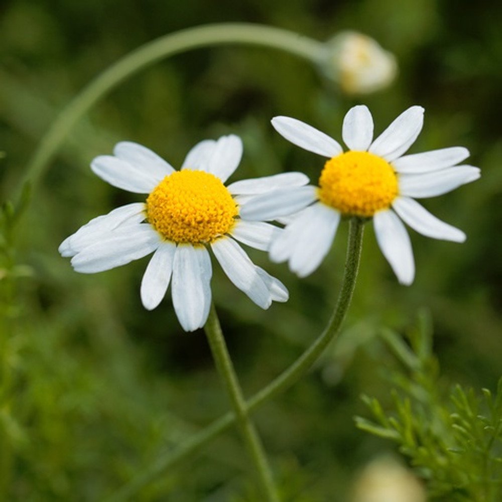 Танацетум веточка