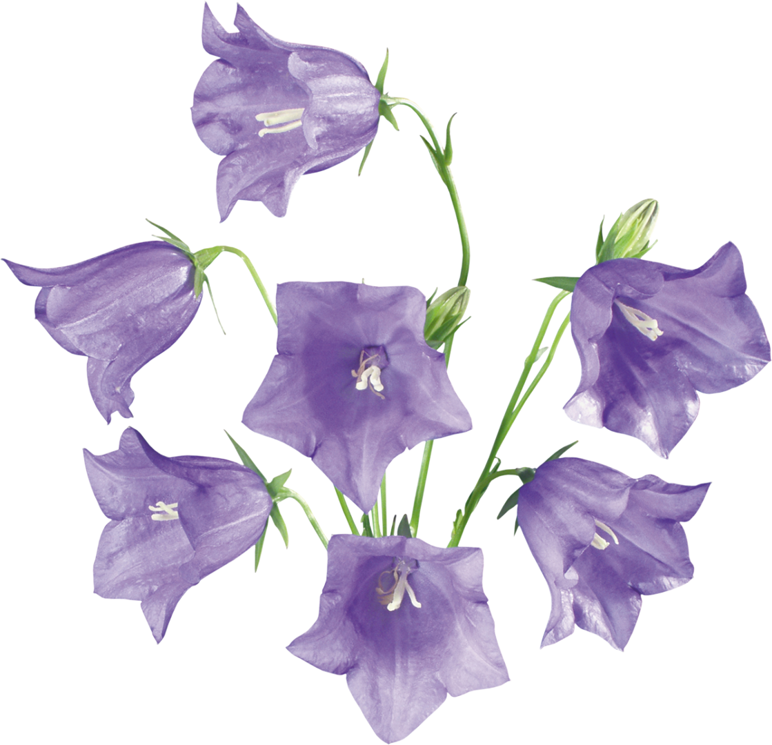 Группа колокольчик