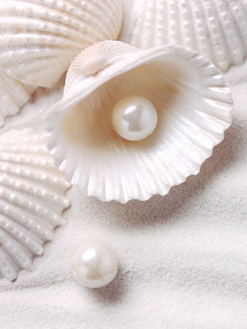 Морская Ракушка Акварельная на белом фоне