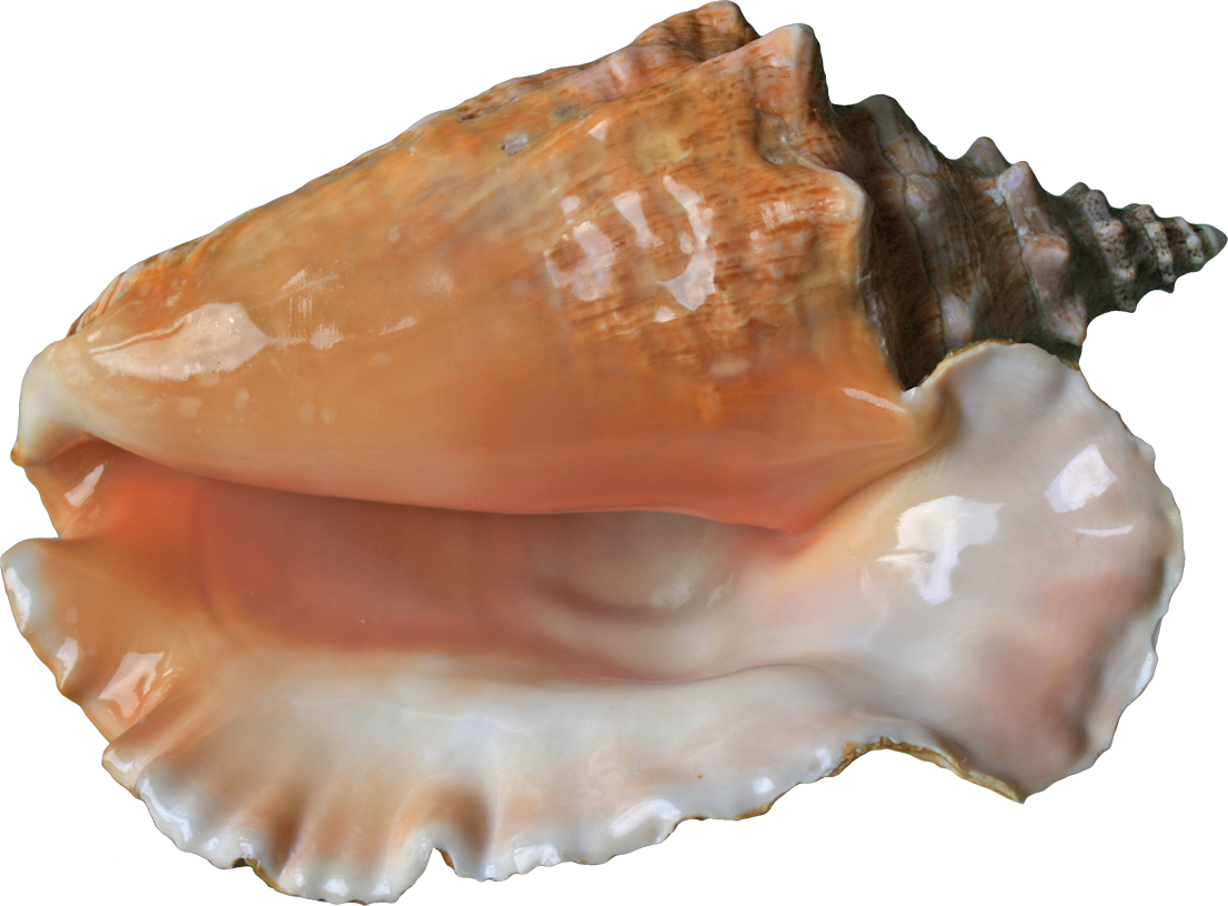 Ракушка для детей