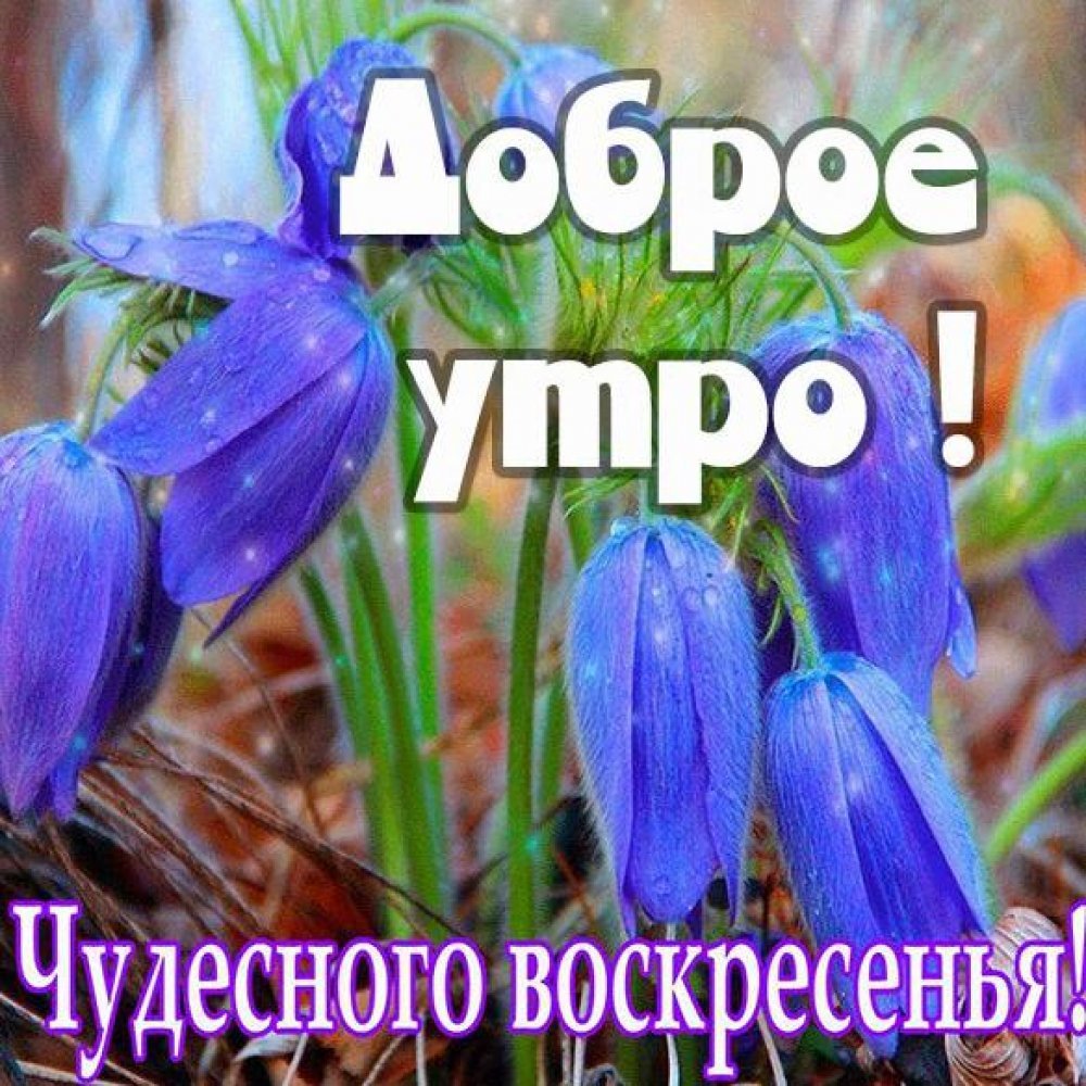 С добрым утром воскресенья