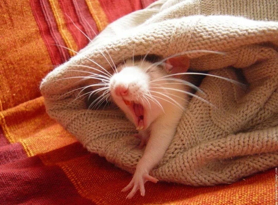 Спокойной ночи Бельчонок