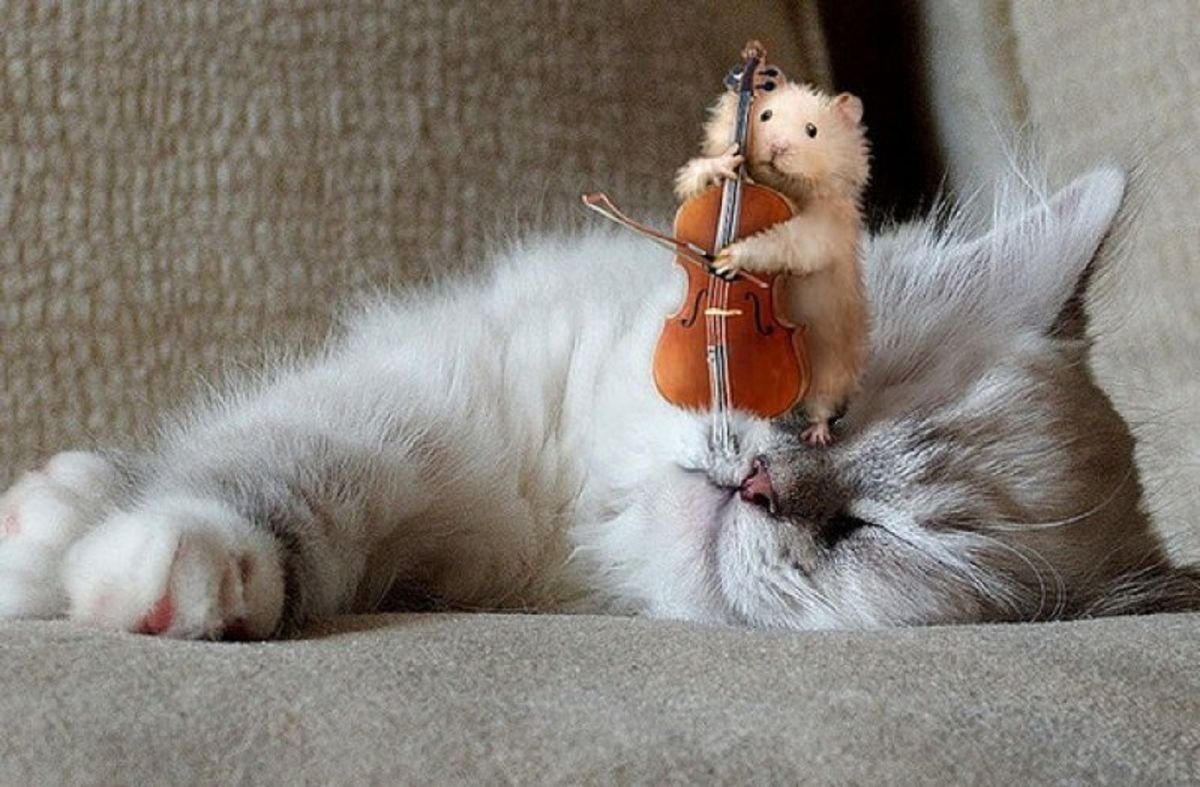 Мышка спит на Луне