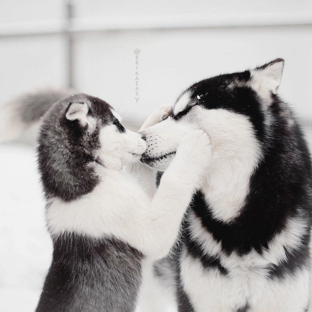 С добрым утром хаски