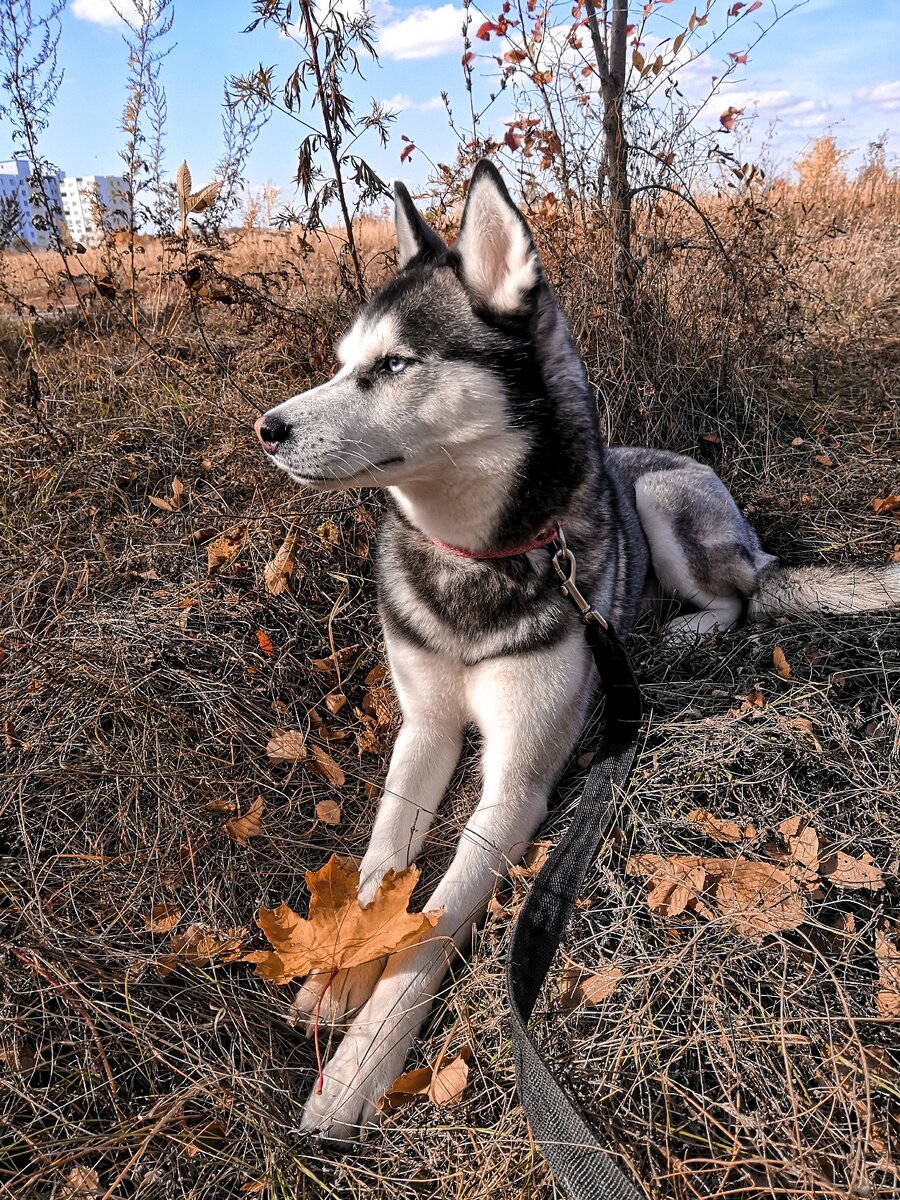 Милая хаски