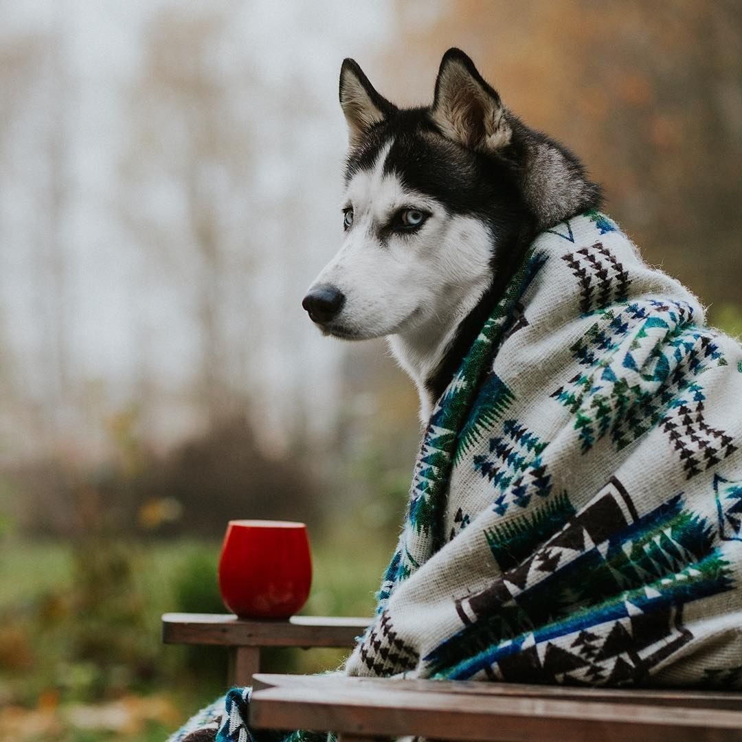 Хаски смешные