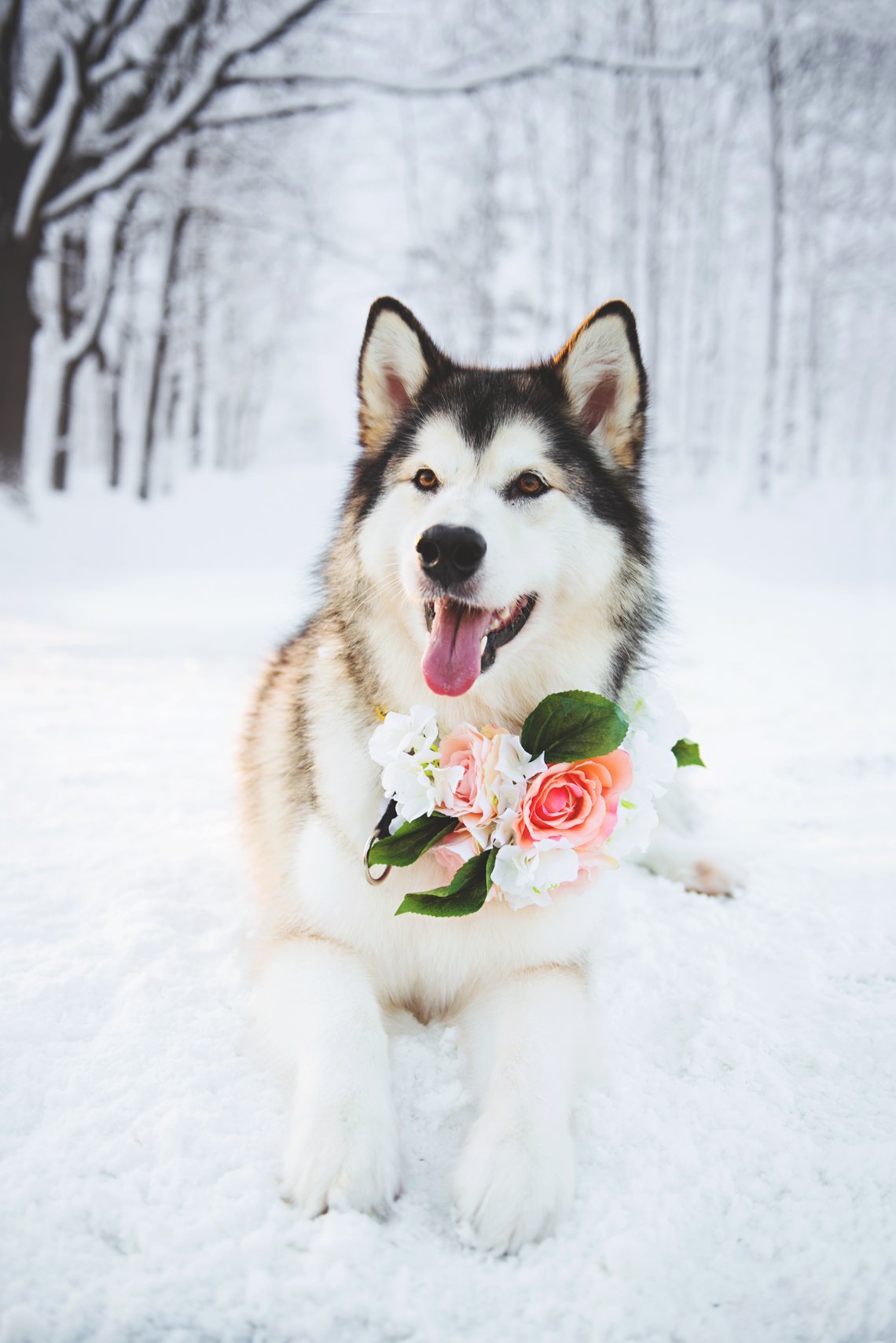 Доброе утро маламут