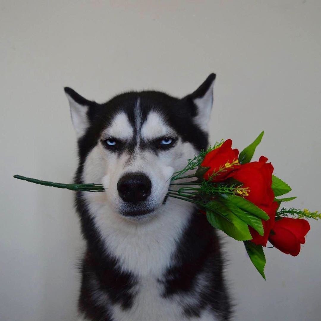 Хаски в снегу