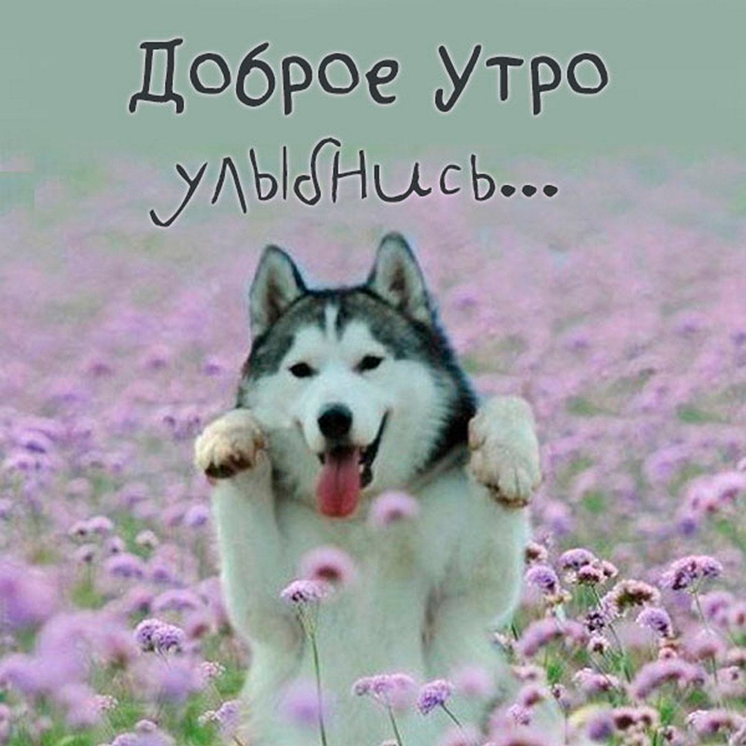 Хаски осень