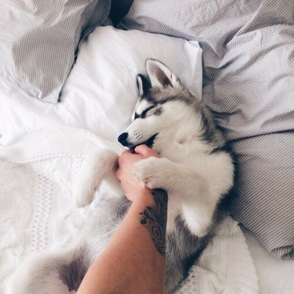 Собака Эстетика Пинтерест