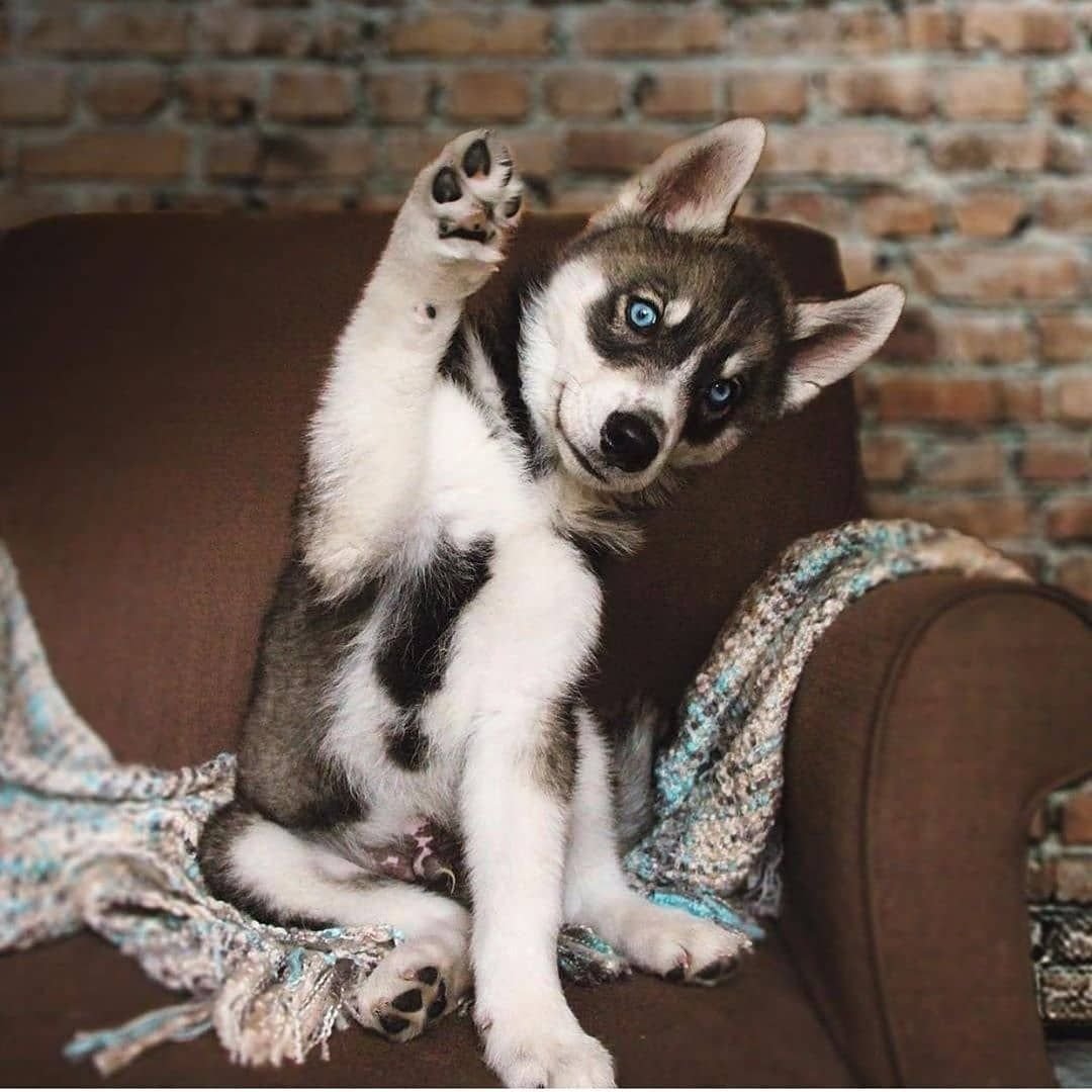 Дети и животные зима