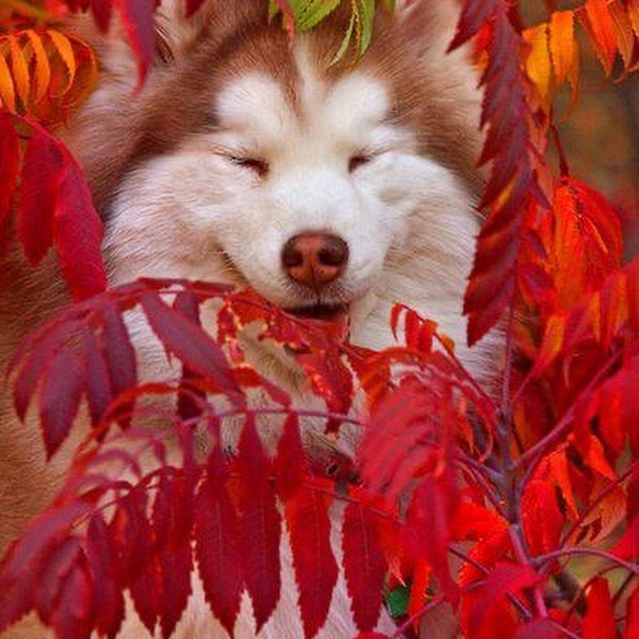 Две сиба ину