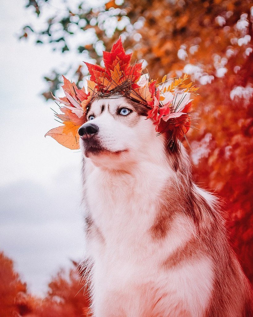 Сибирский хаски летом