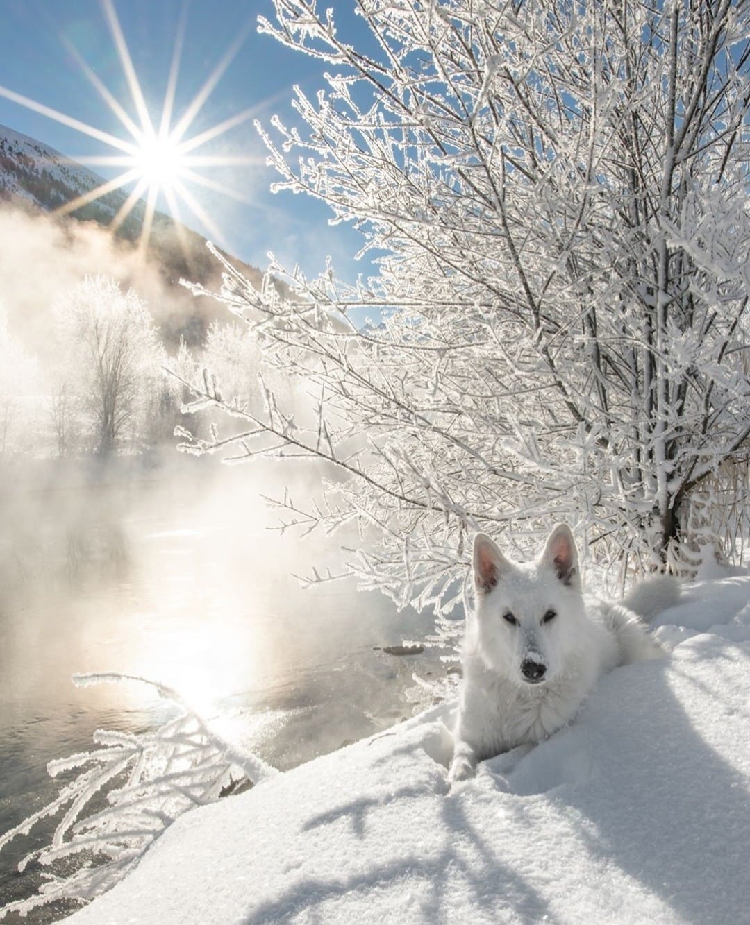 Собака зима