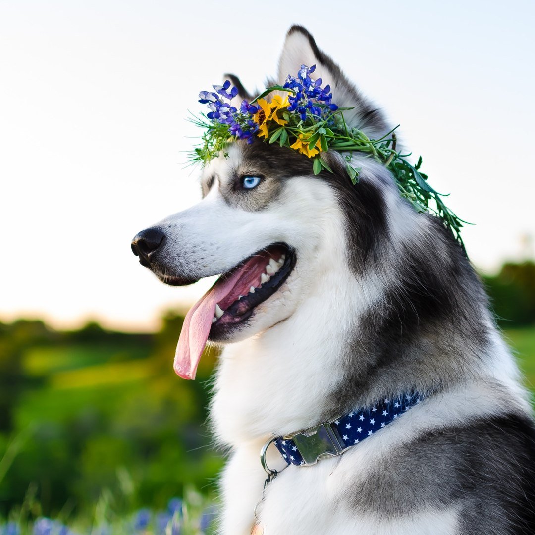 Доброе утро с хасками