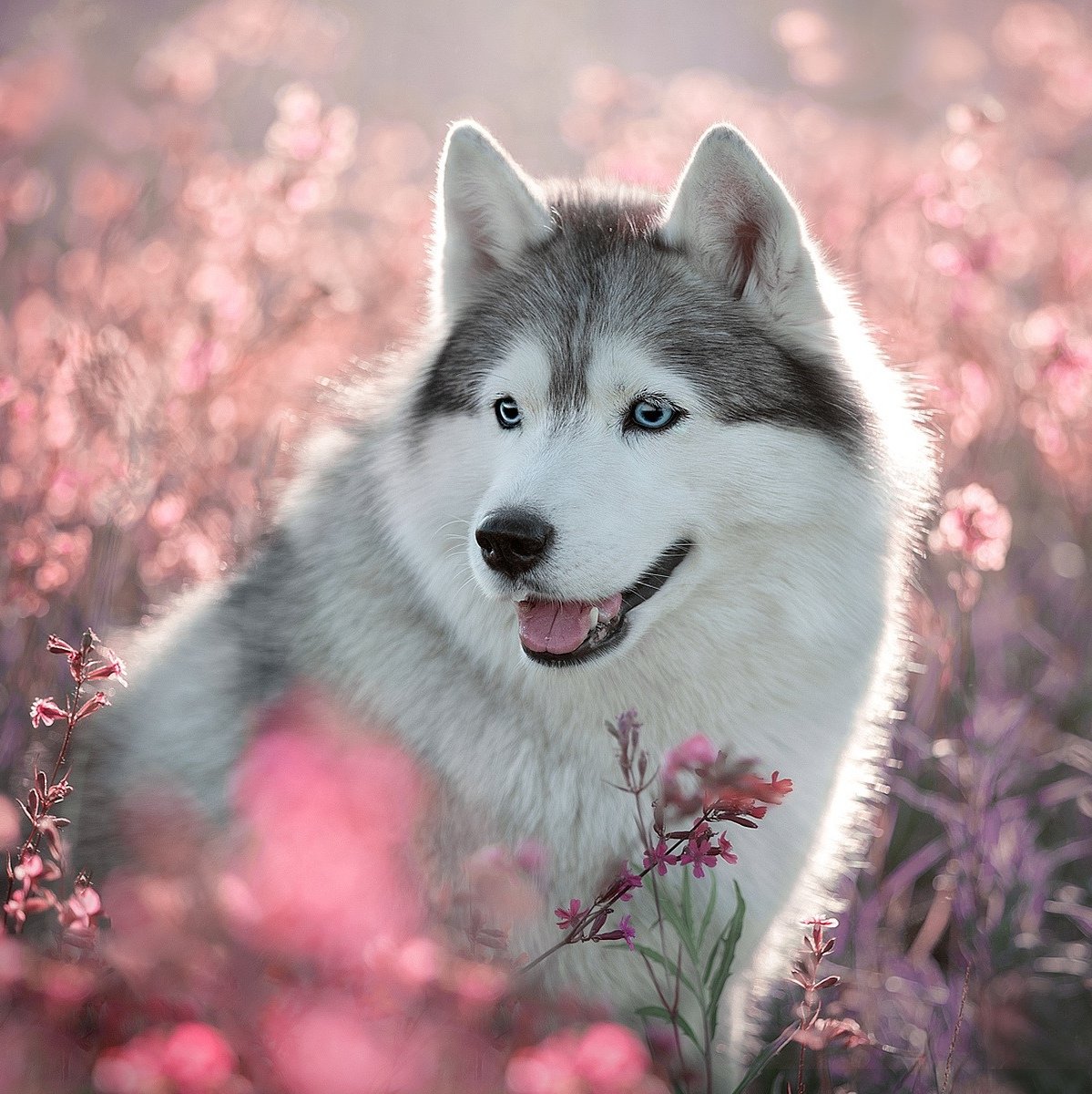 Собака с цветами