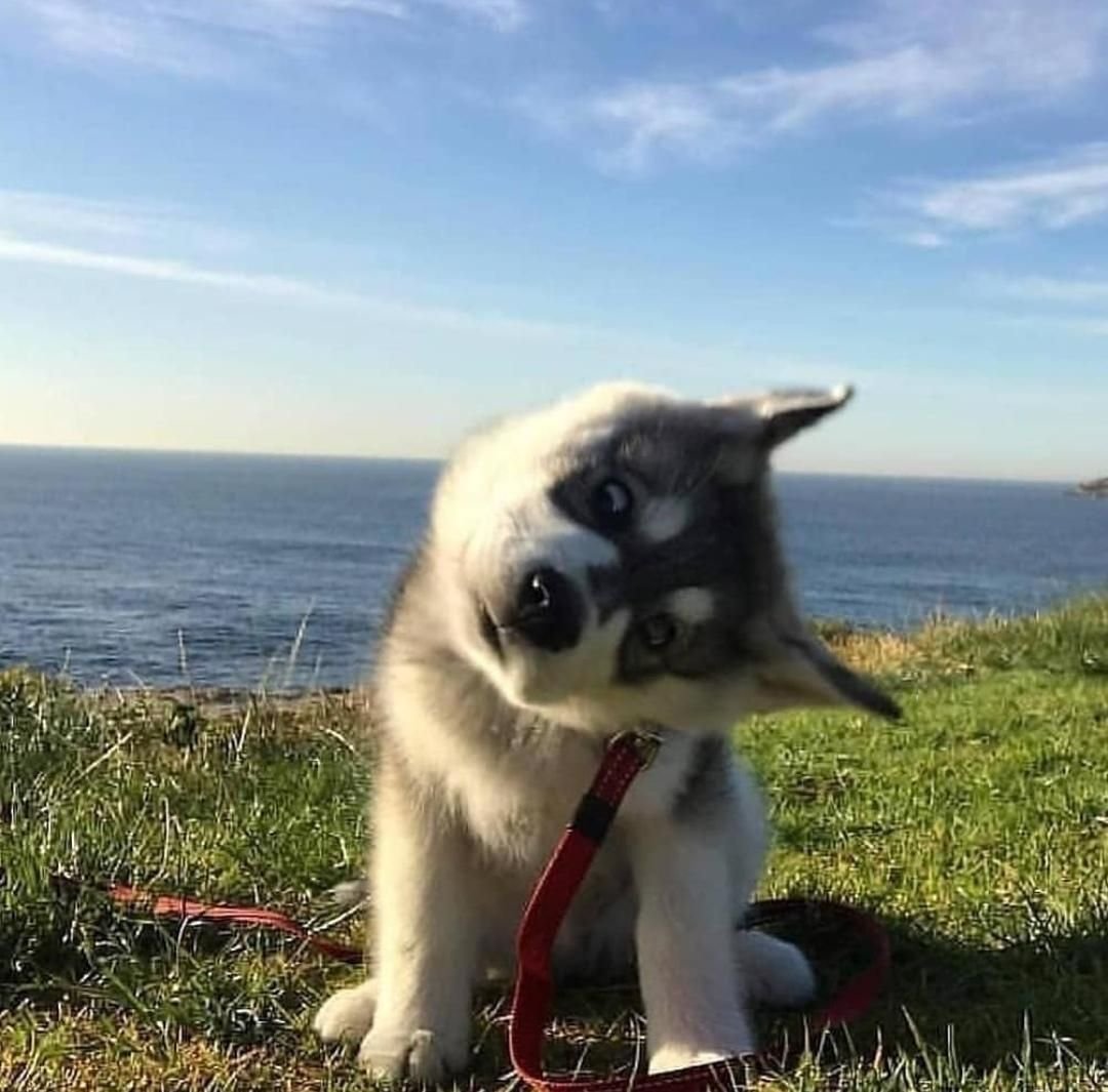 Доброе утро с хасками