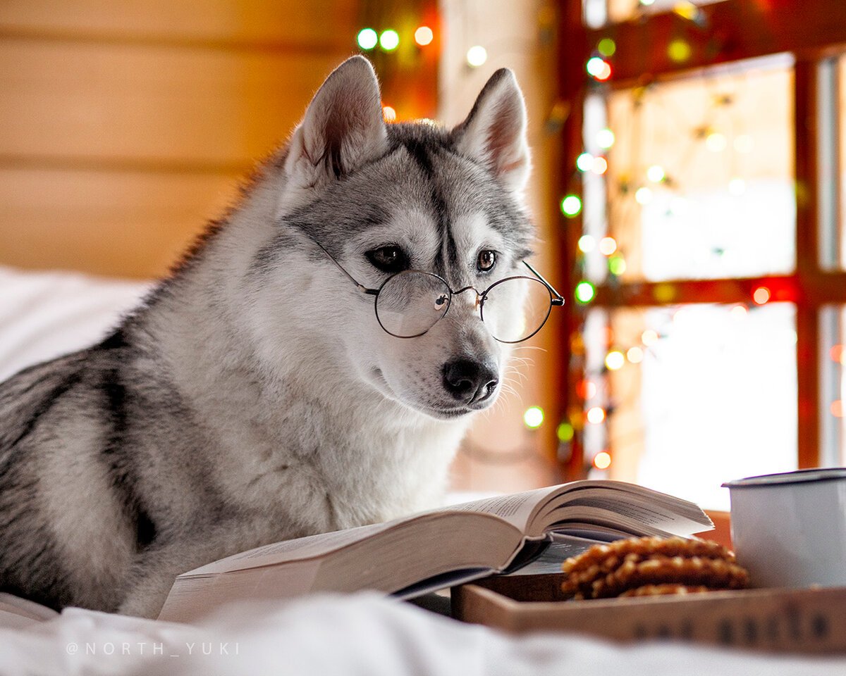 Кинли хаски