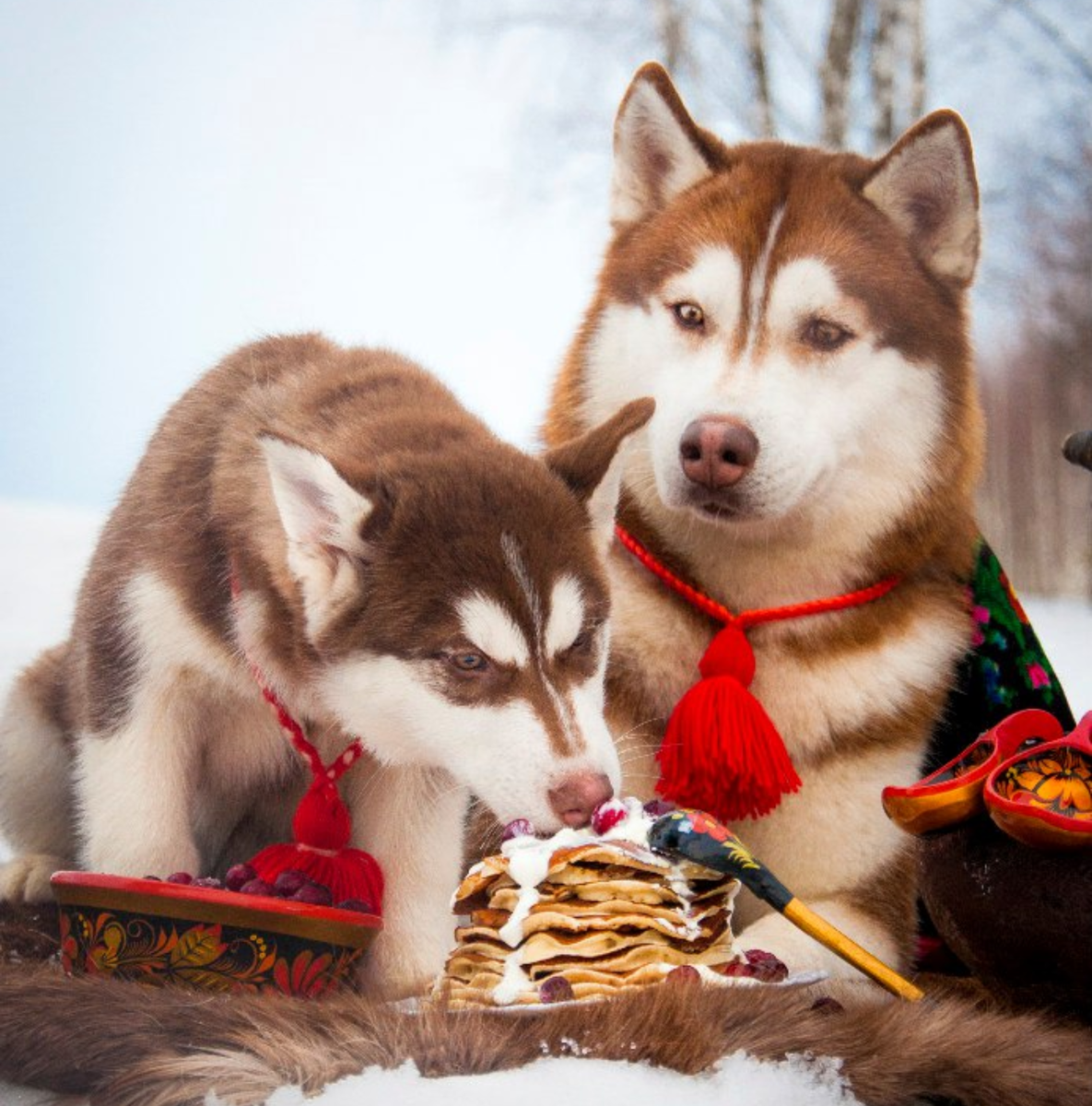 Волки в горах