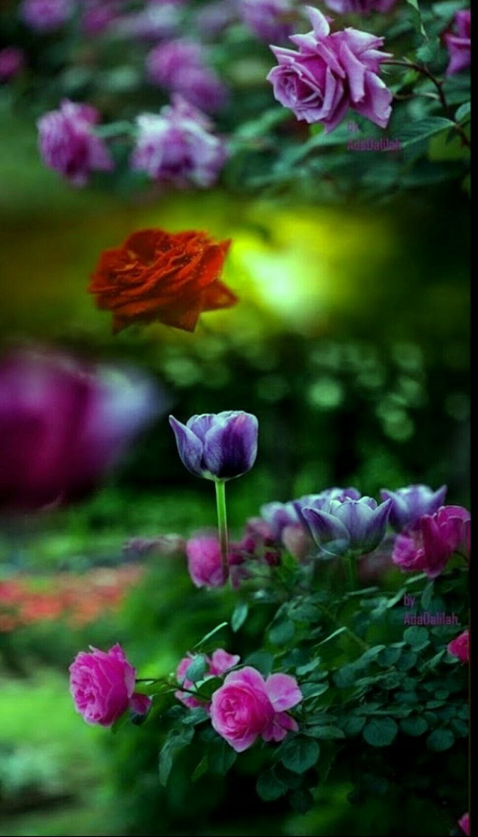 Красивые пейзажи с розами