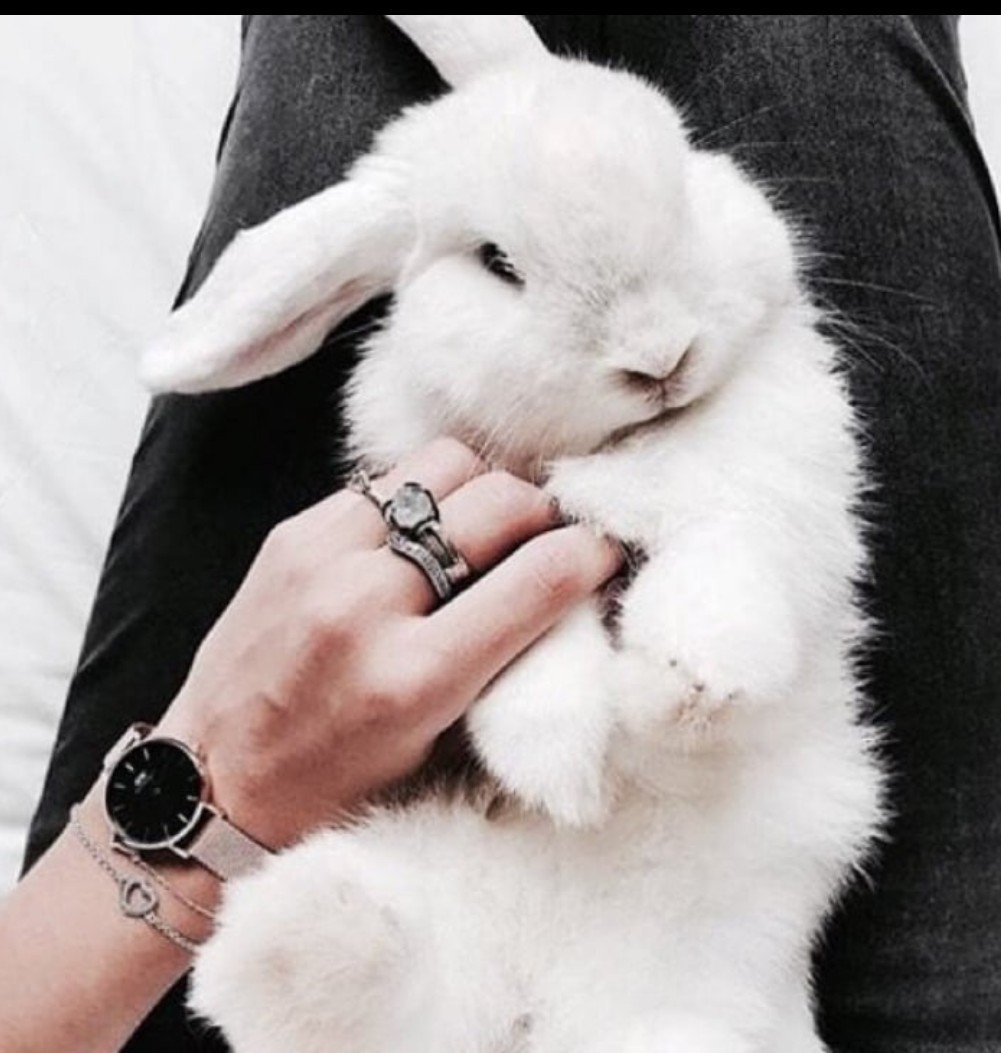 Крутой кролик