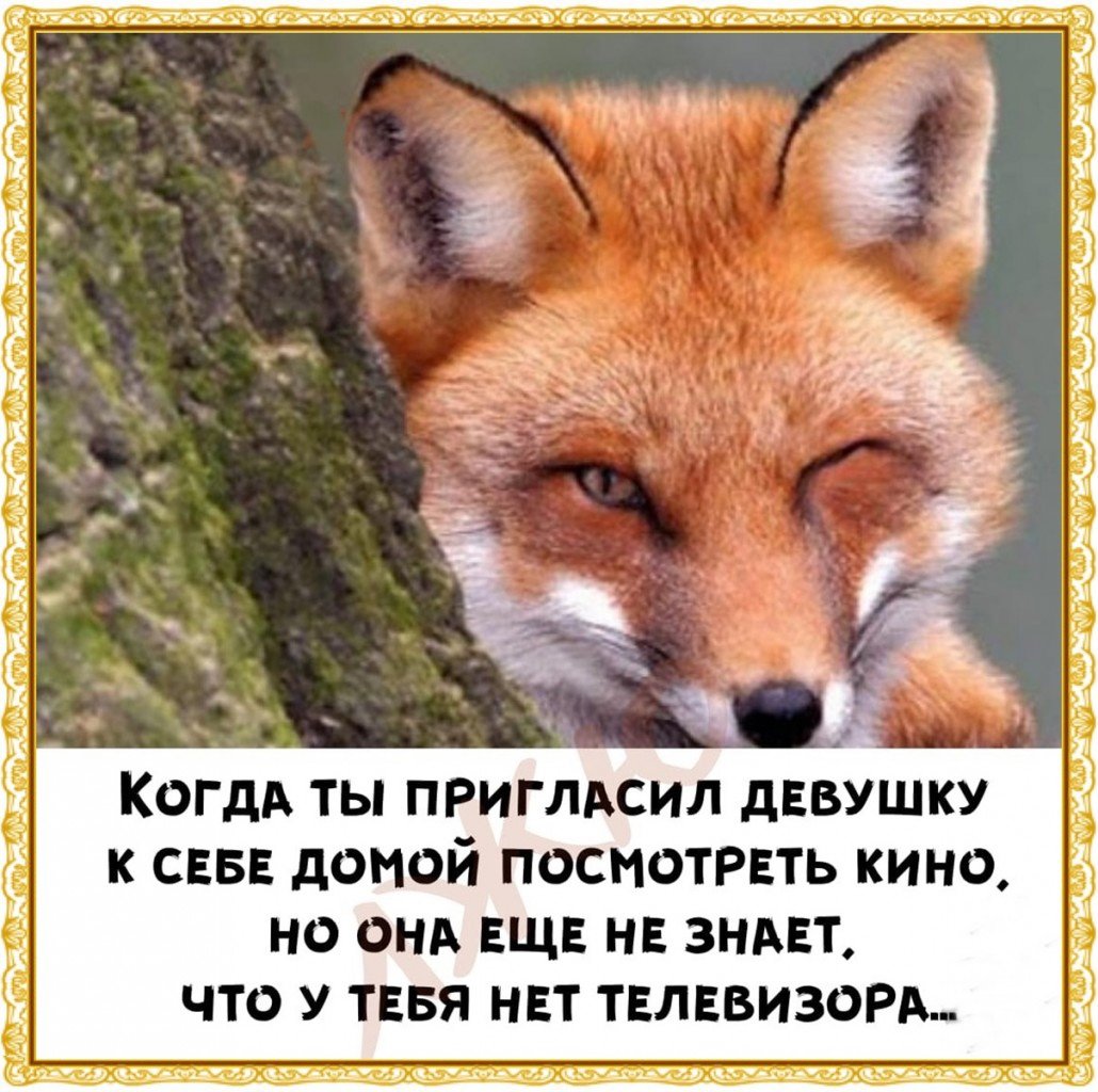 Лиса подмигивает