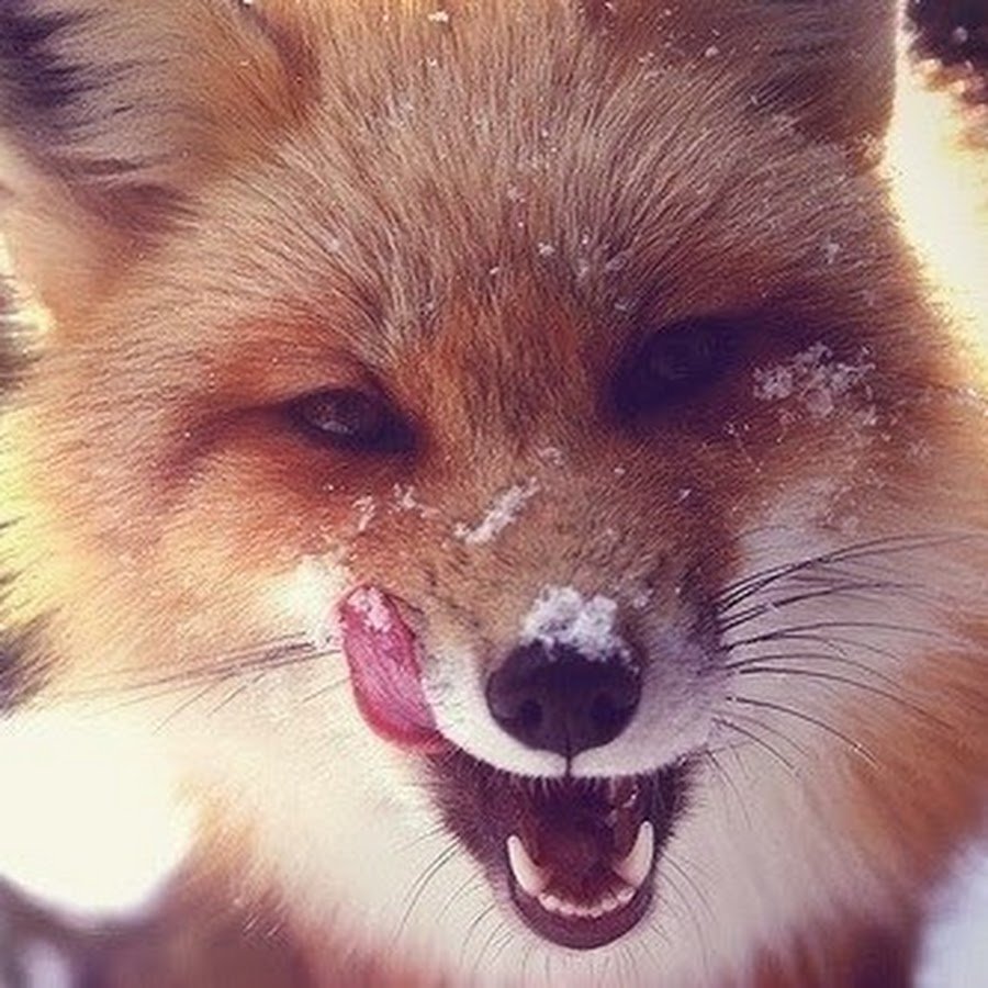 Красивые лисы