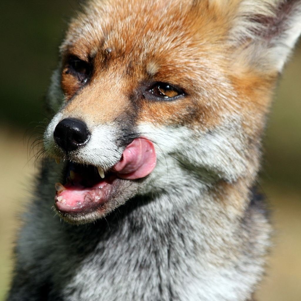 Животные которые стесняются