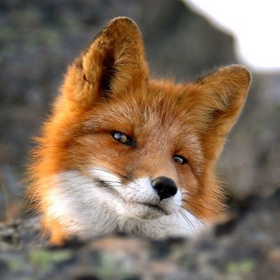 Моя Лисичка