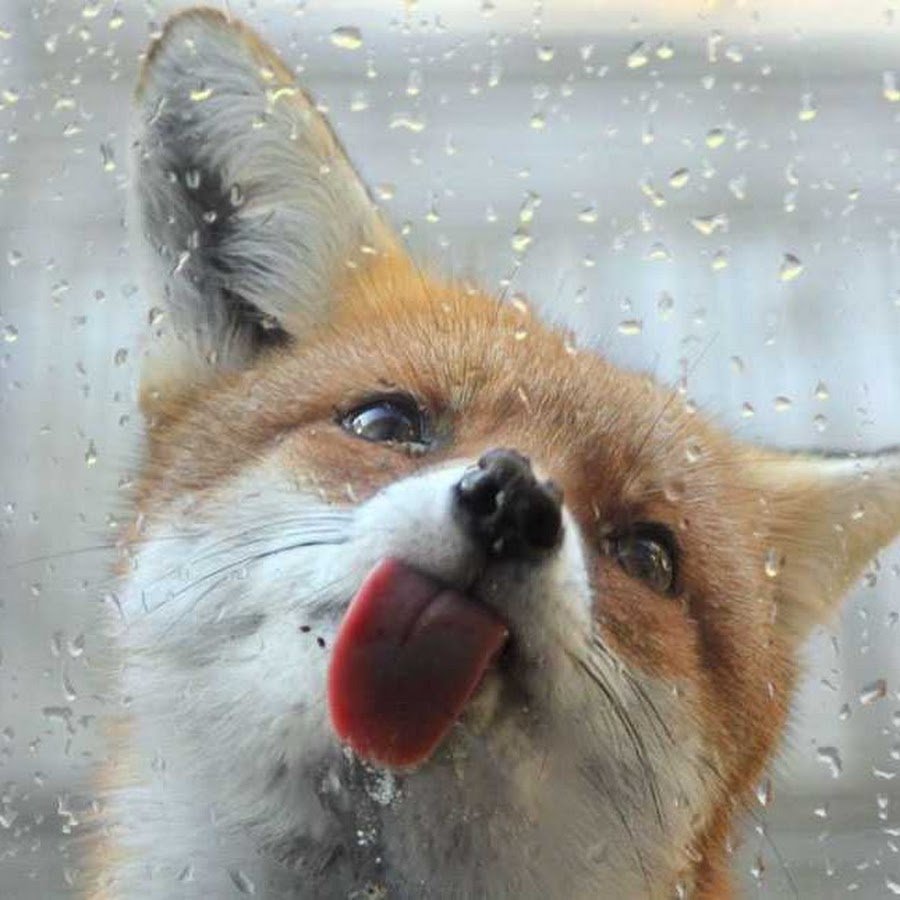 Забавные лисы