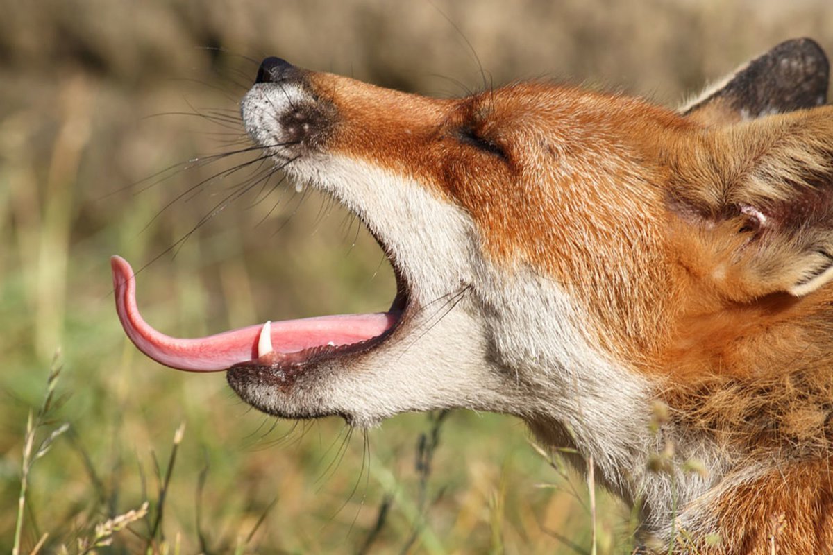Рот лисы