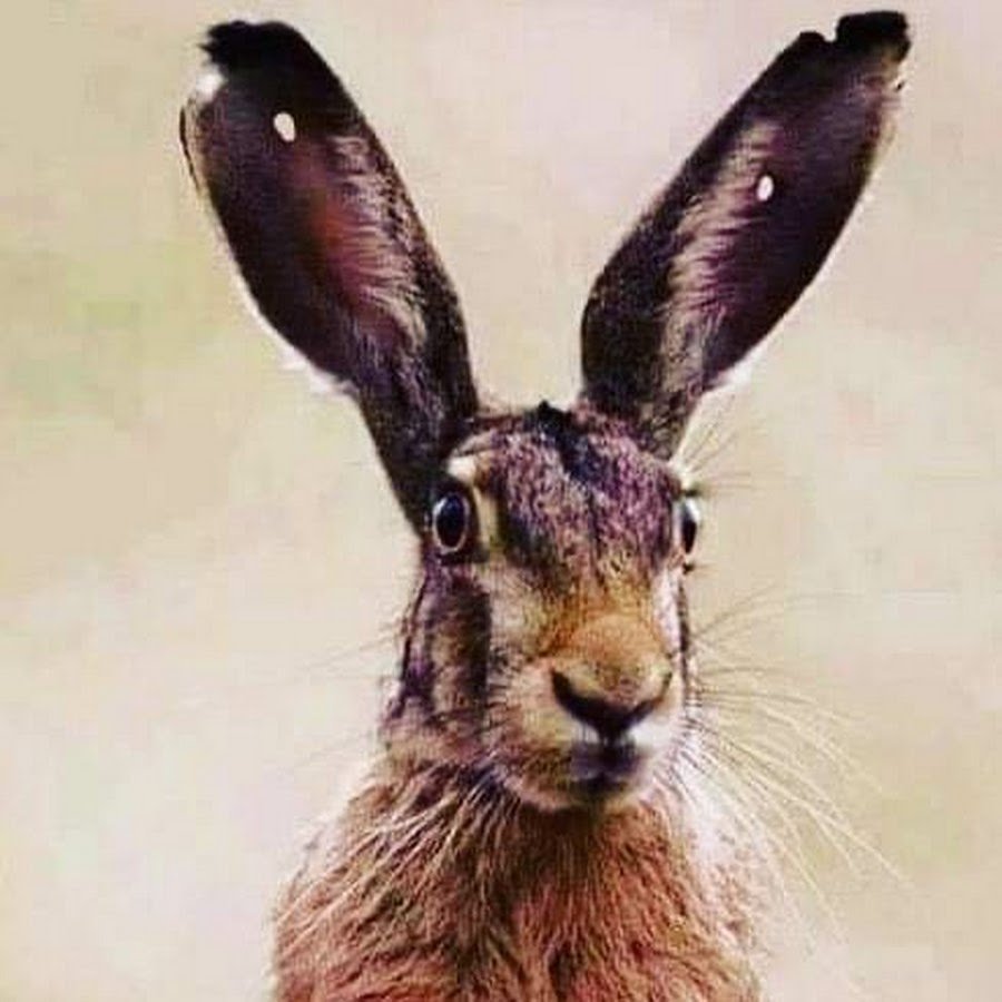 Заяц с простреленными ушами