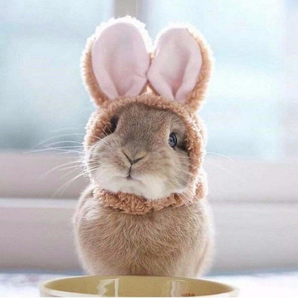 Милый кролик