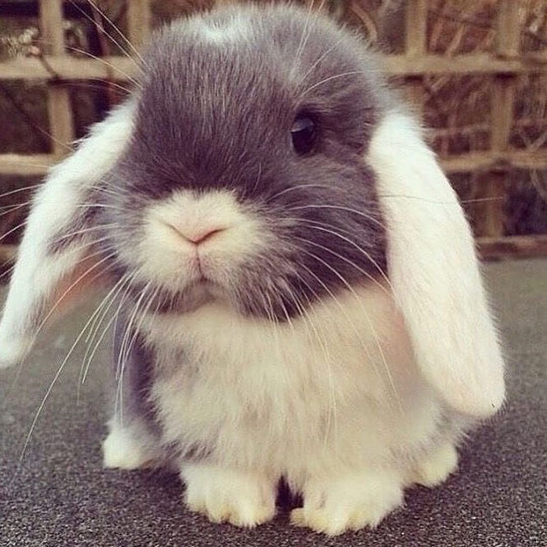 Недовольный кролик Мем