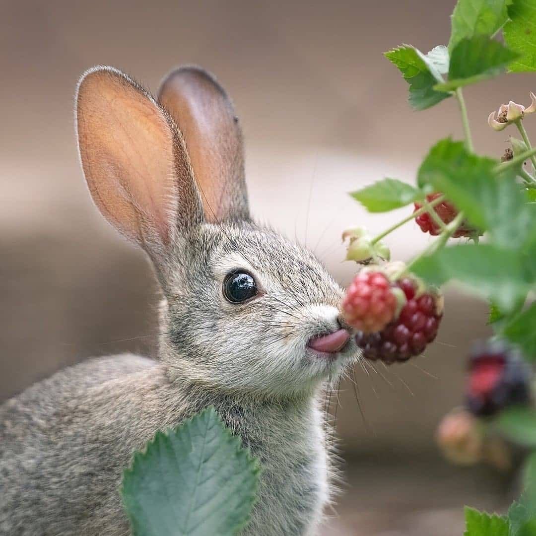 Радостный кролик