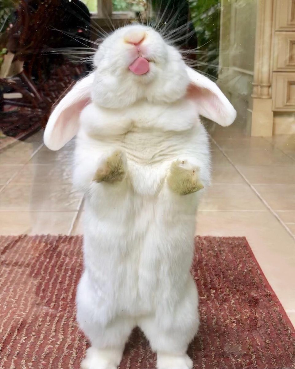 Прикольный заяц