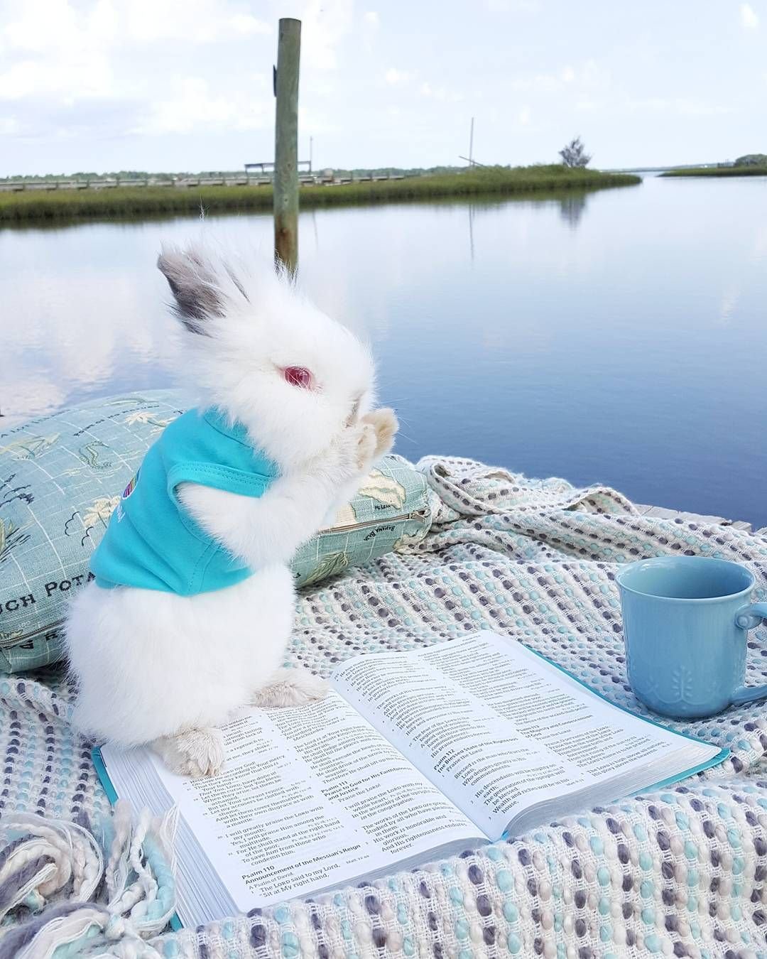 Кролик отдыхает