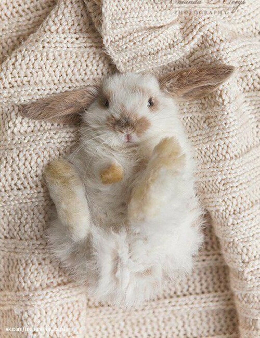 Кроличья лапка