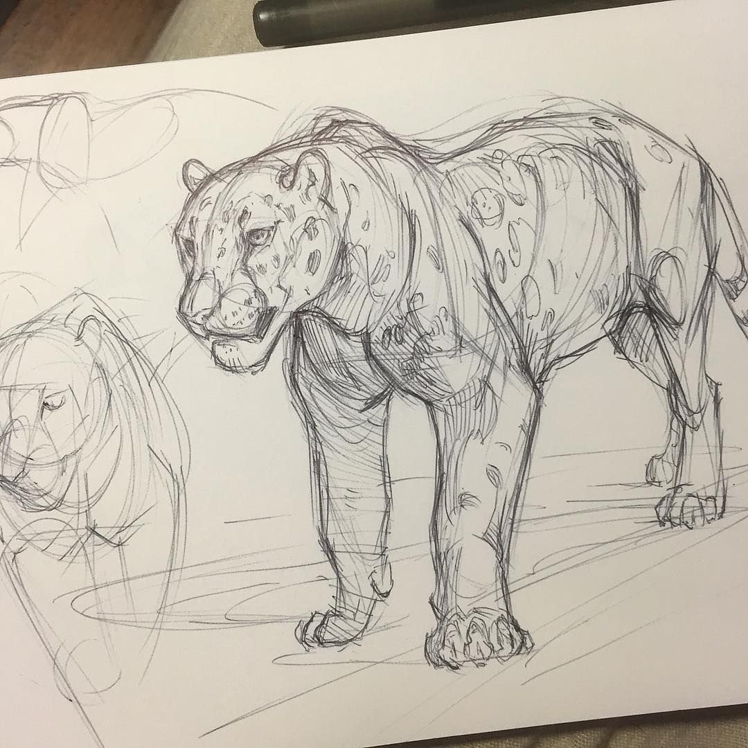 Лисы цветные карандаши