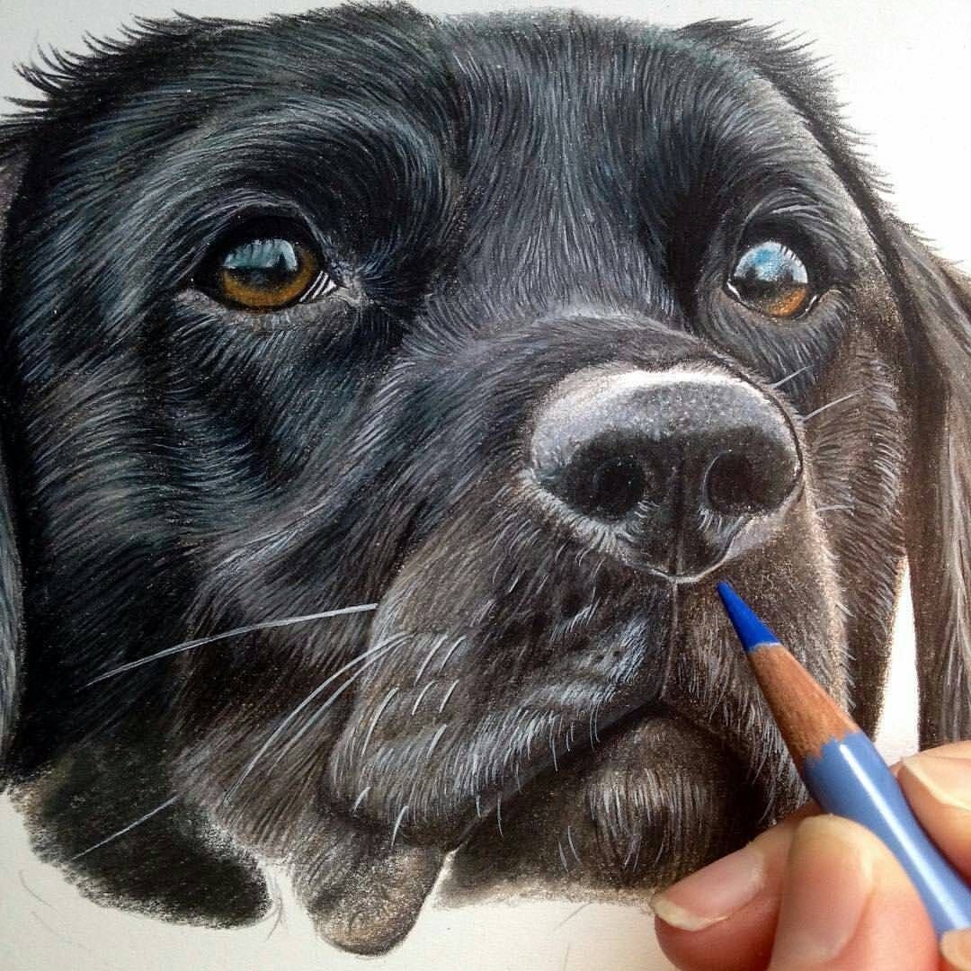 Собака карандашом