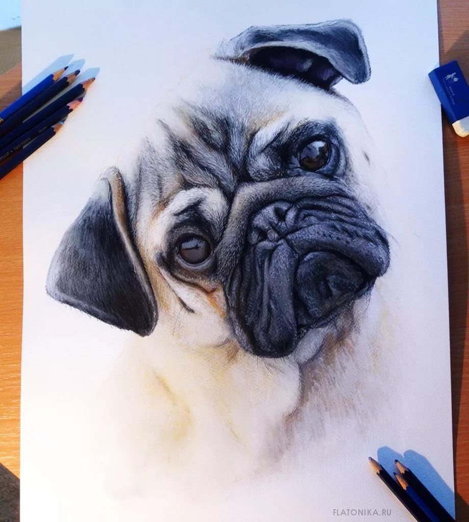 Рисунки карандашом животные