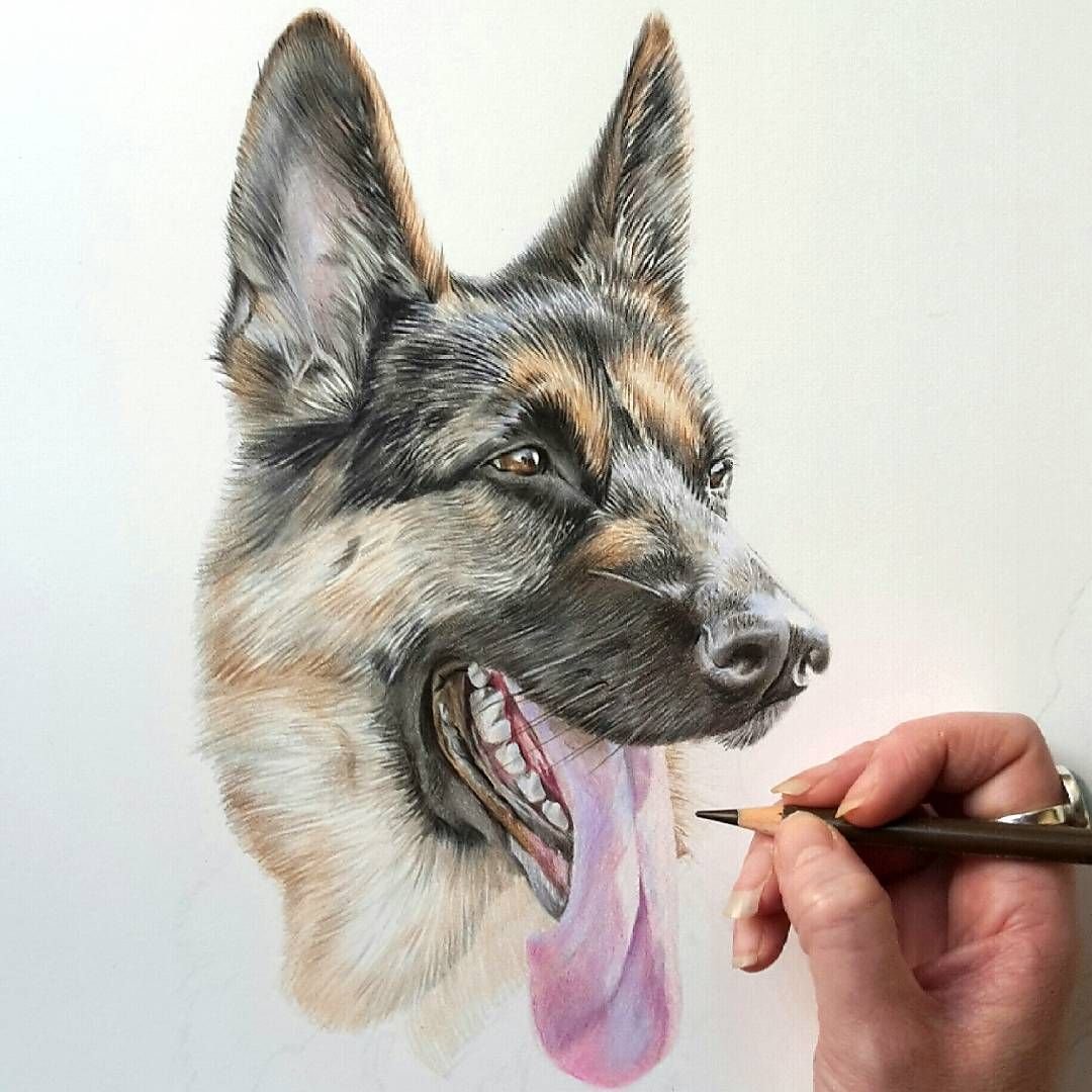 Животные карандашом