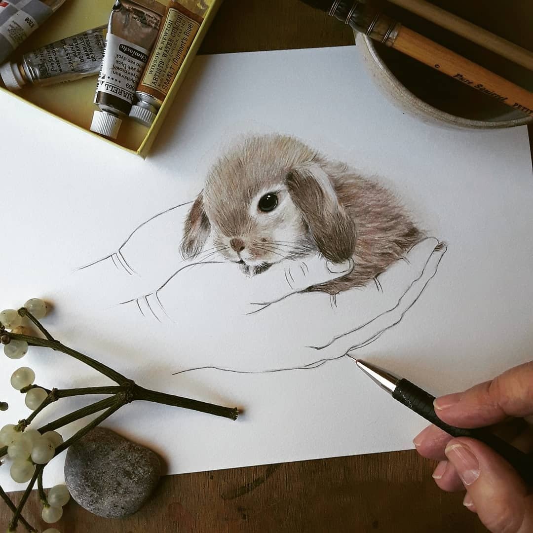 Енот цветными карандашами