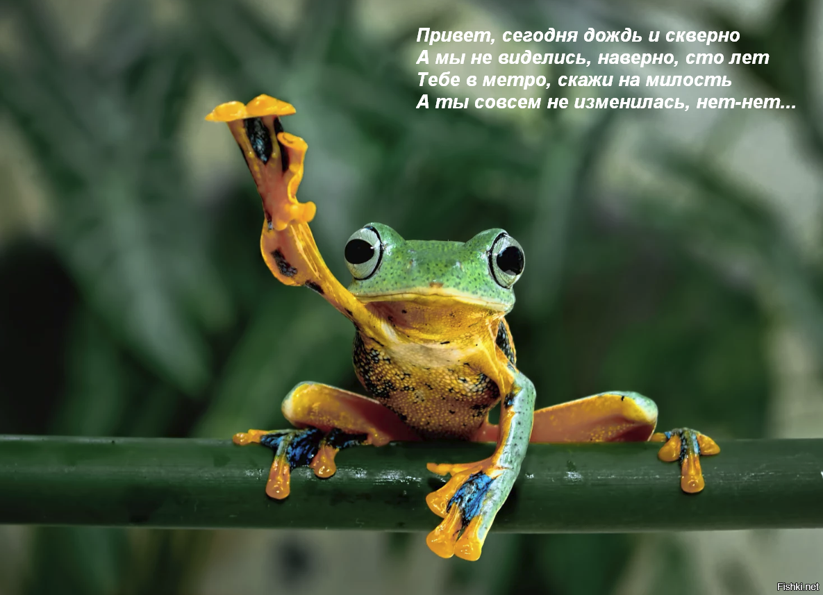 Доброе утро лягушка