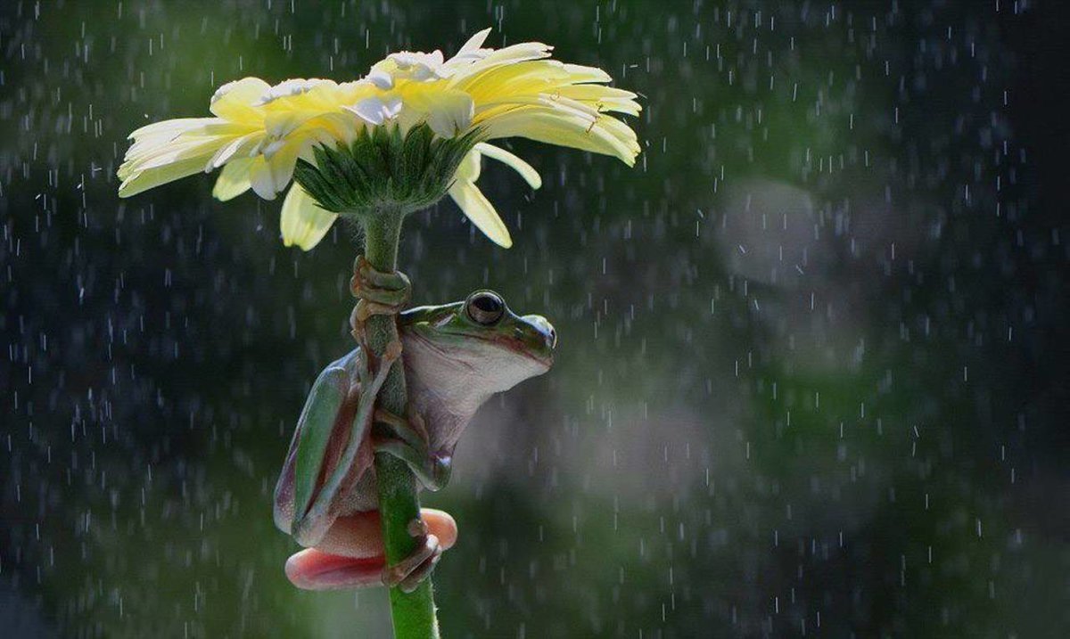Доброе утро картинки лягушка