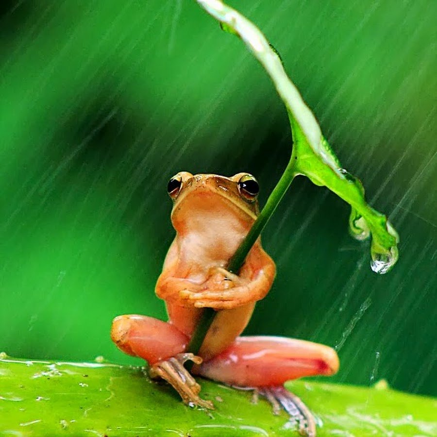 Умная лягушка