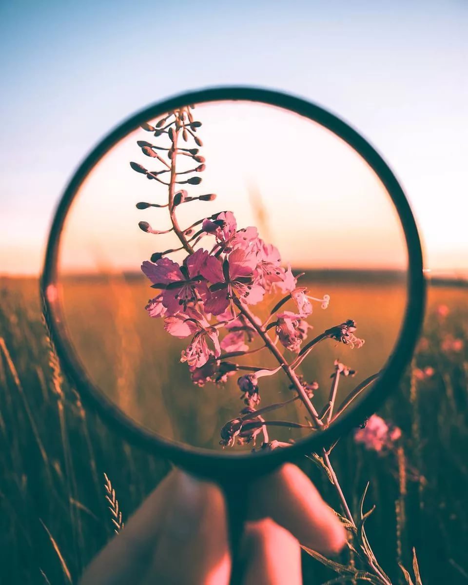 Сохры с короной на голове